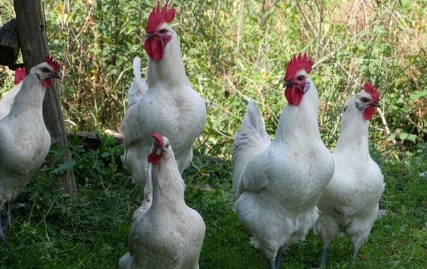 The Glorious Chickens of Bresse and How to Cook Them
